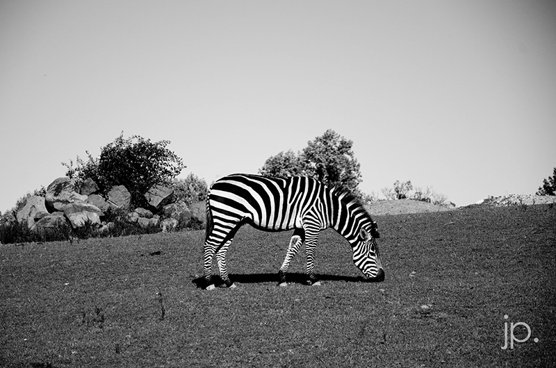 Wildlife & Animals